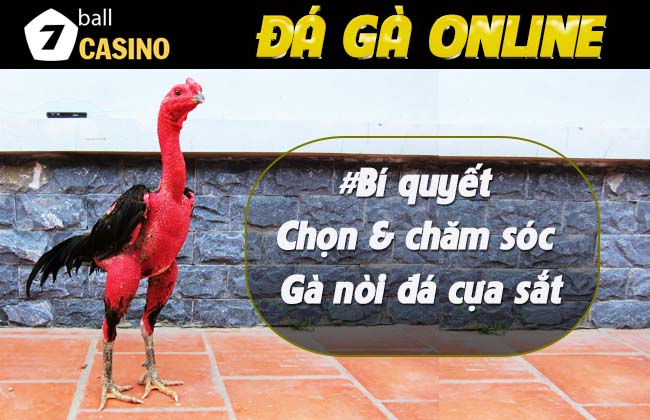 Chơi gà đá, bí quyết chọn và cách nuôi gà nòi đá cựa sắt