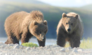 Best Time to Book a Bear Viewing Charter in Alaska