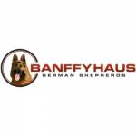 Banffyhaus Germanshepherds Profile Picture