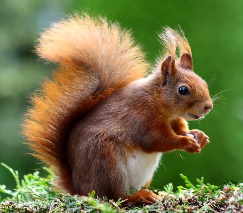 Squirrel Removal Services During Summer | Elite Wildlife Services