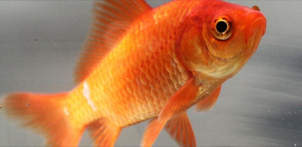 Goldfish ka Scientific Naam Kya hai? | जाने गोल्डफिश का साइंटिफिक नाम क्या है