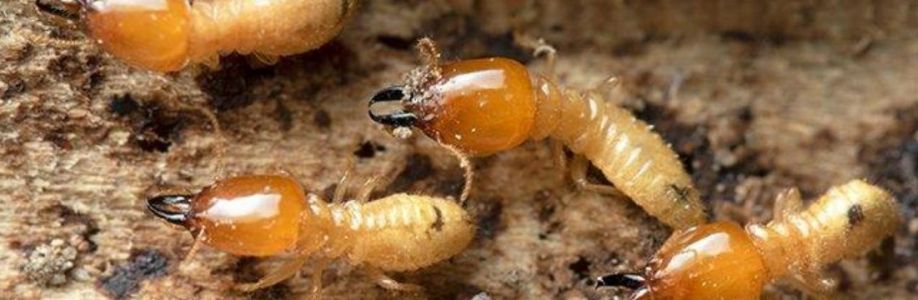 SES Termite Control Canberra Cover Image