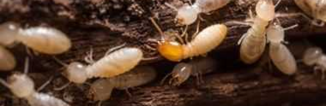 Termite Control Melbourne Cover Image