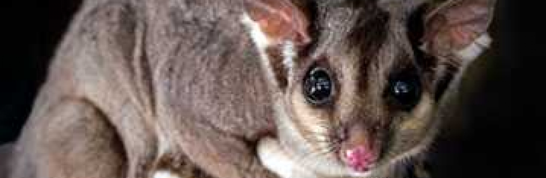 Humane Possum Removal Melbourne Cover Image