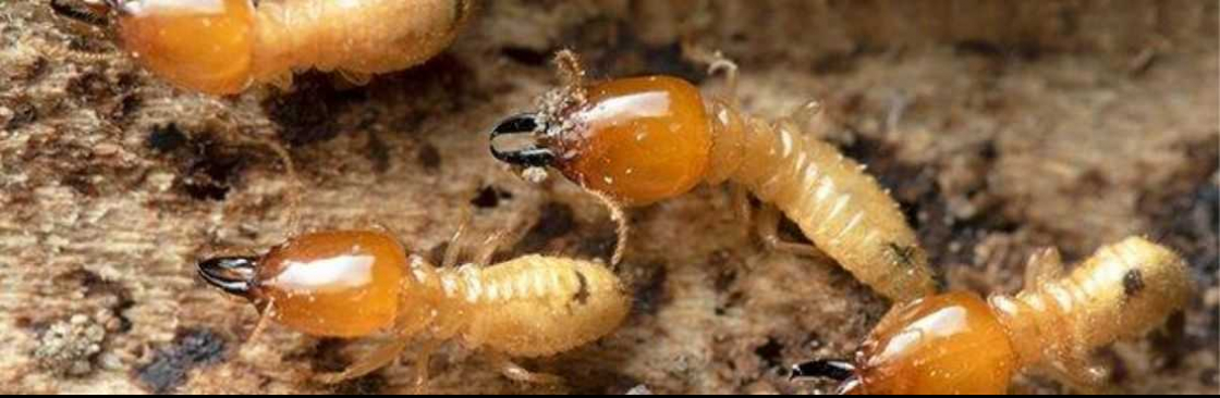 Termite Inspection Redland Cover Image