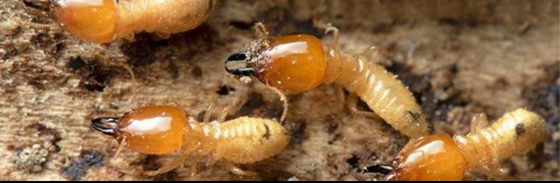 SES Termite Control Melbourne Cover Image