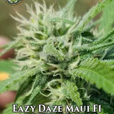 Eazy Daze  Profile Picture