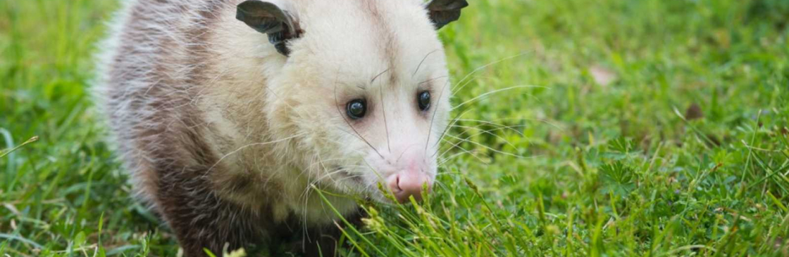 247 Possum Removal Canberra Cover Image