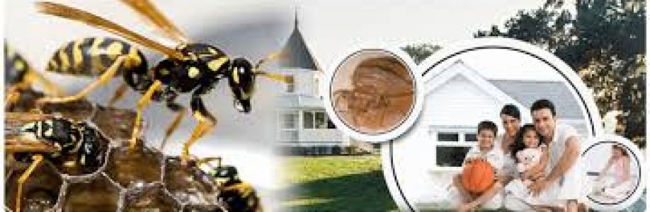 Bee and Wasp Removal Adelaide Cover Image