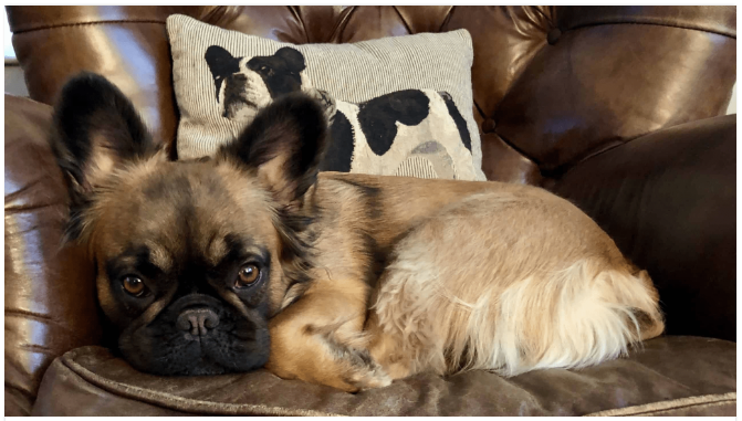 What Should You Know About the Long-Haired French Bulldog?: dogexpress — LiveJournal