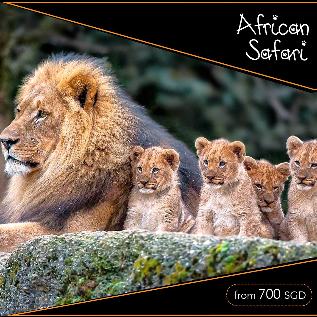 African Safari Tour Packages | Top 11 Safari Tours - Fayyaz Travels