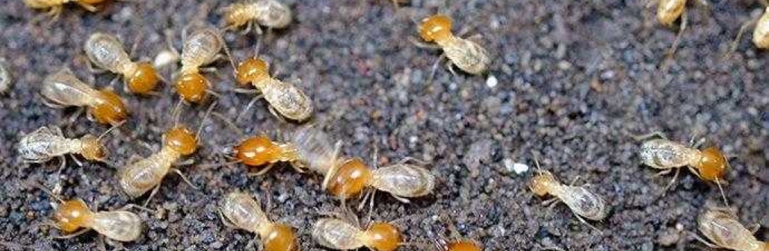 247 Termite Inspection Brisbane Cover Image