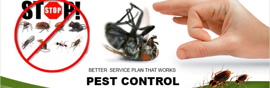 Bee Wasp Removal Brisbane Cover Image