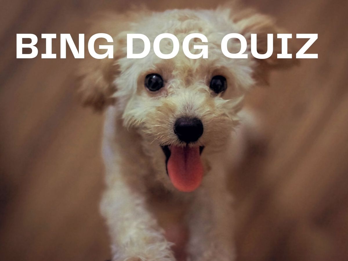 Bing Dog Quiz - Bing Homepage Quiz