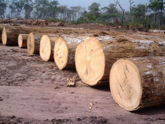 Makore Wood Logs: Online Exporter Supplier & Wholesaler