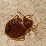 Bed Bugs Control Canberra Profile Picture