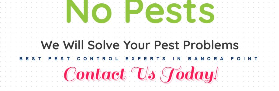 Pest Control Banora Point Cover Image