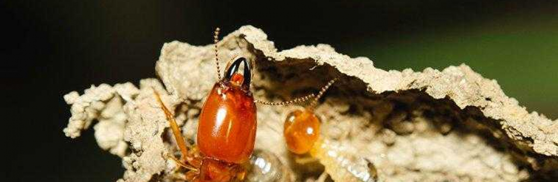 247 Termite Inspection Melbourne Cover Image