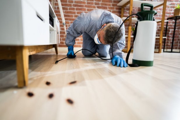 Expert solutions of pest control in North London are preferred Article - ArticleTed -  News and Articles