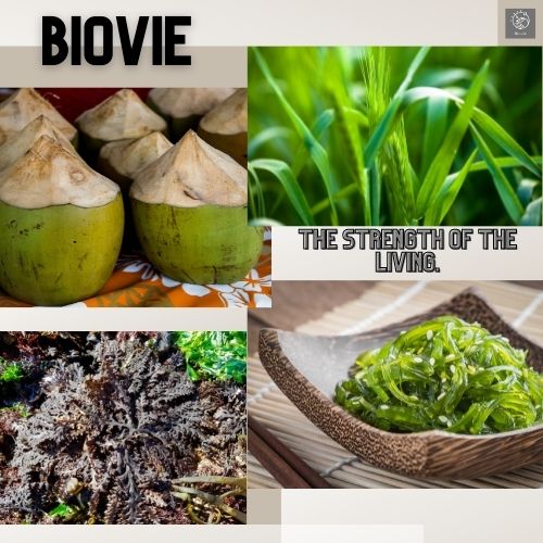 How to get started with plant-based diets as live organic raw wraps | Biovie – Biovie