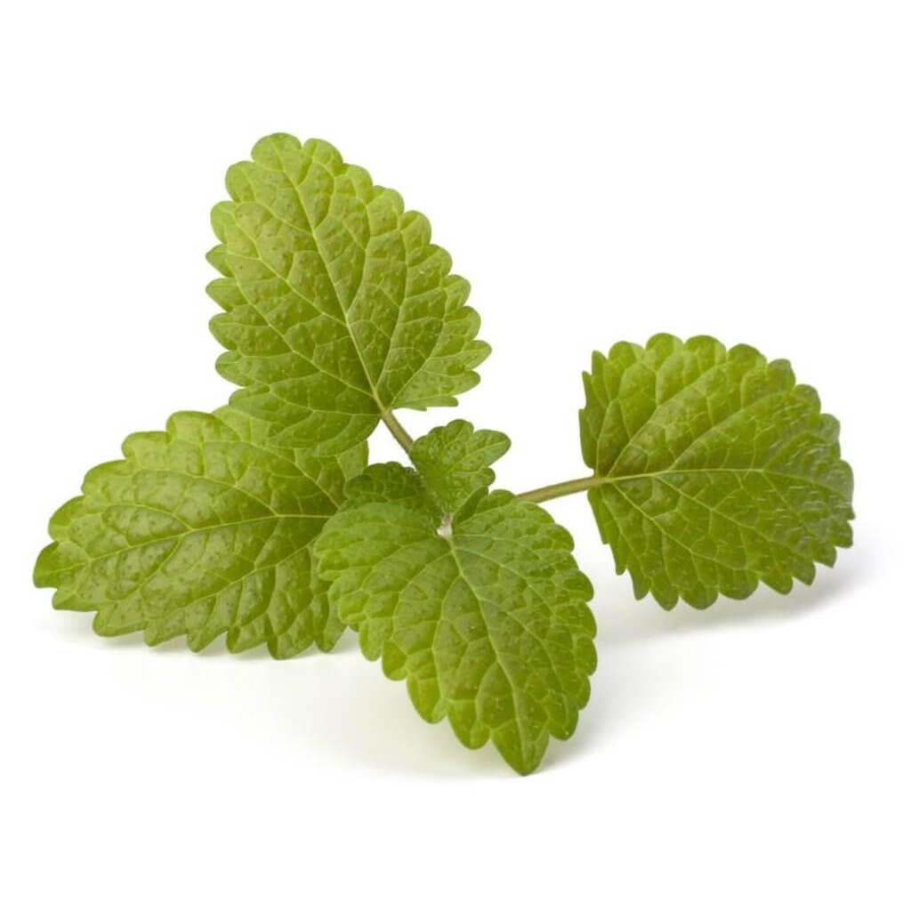 Bergamot Mint Essential oil