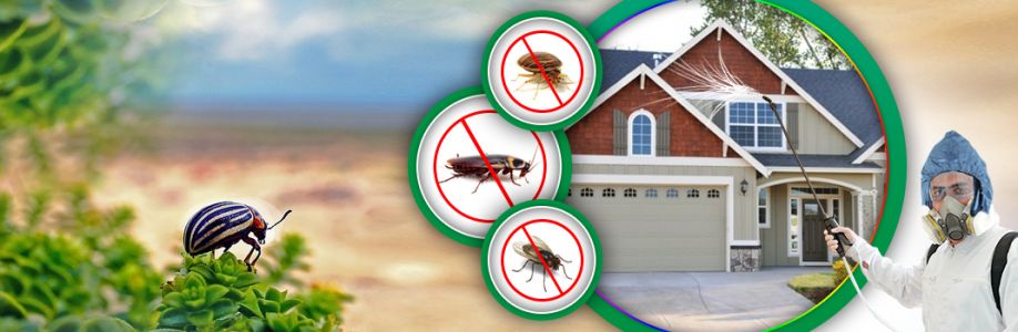 Bee Wasp Removal Perth Cover Image