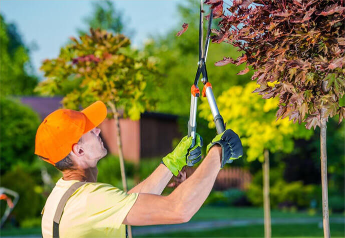 Call us today for a free quote | SA Tree Recyclers - Tree Removal Adelaide