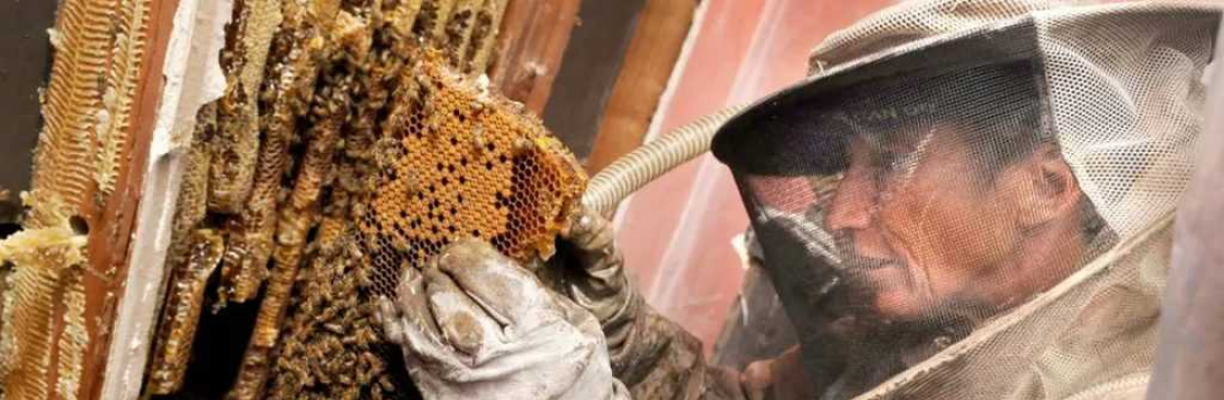 Bees Removal Melbourne Cover Image