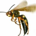 Bee Wasp Removal Perth Profile Picture