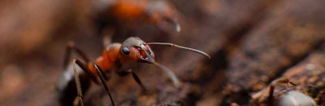 Pest Control Moreton Bay Cover Image