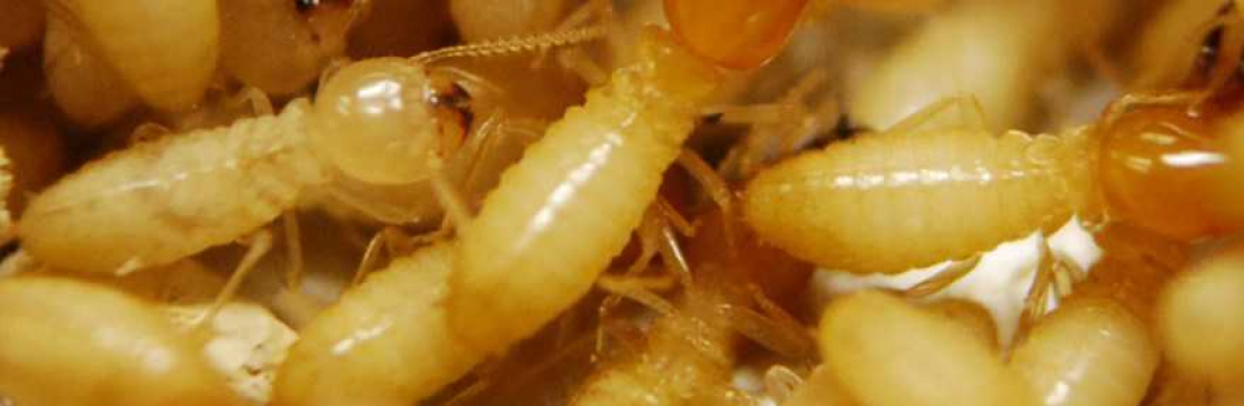 Fast Termite Control Melbourne Cover Image