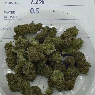 Apricot Kush – AA – SMALLS 1 OZ (28g) – 20% THC Profile Picture