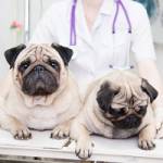 Animed Pet Hospital Profile Picture