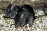 Rodent Removal Melbourne | Rodent Pest Control Services Melbourne