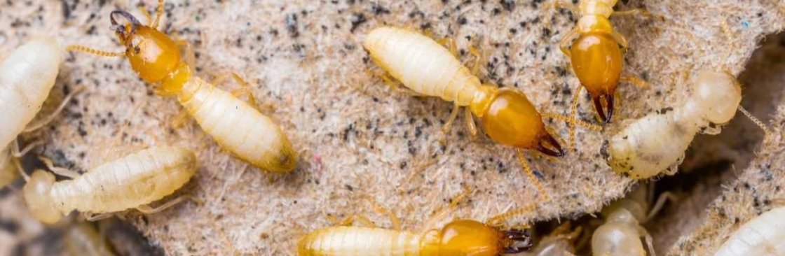 Fast Termite Control Hobart Cover Image