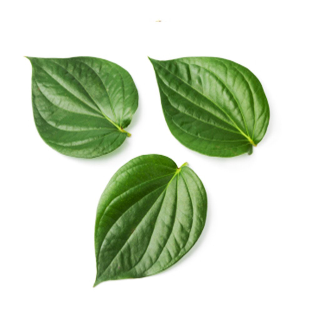 Betel Leaf Essential Oil | Moksha Lifestyle Products