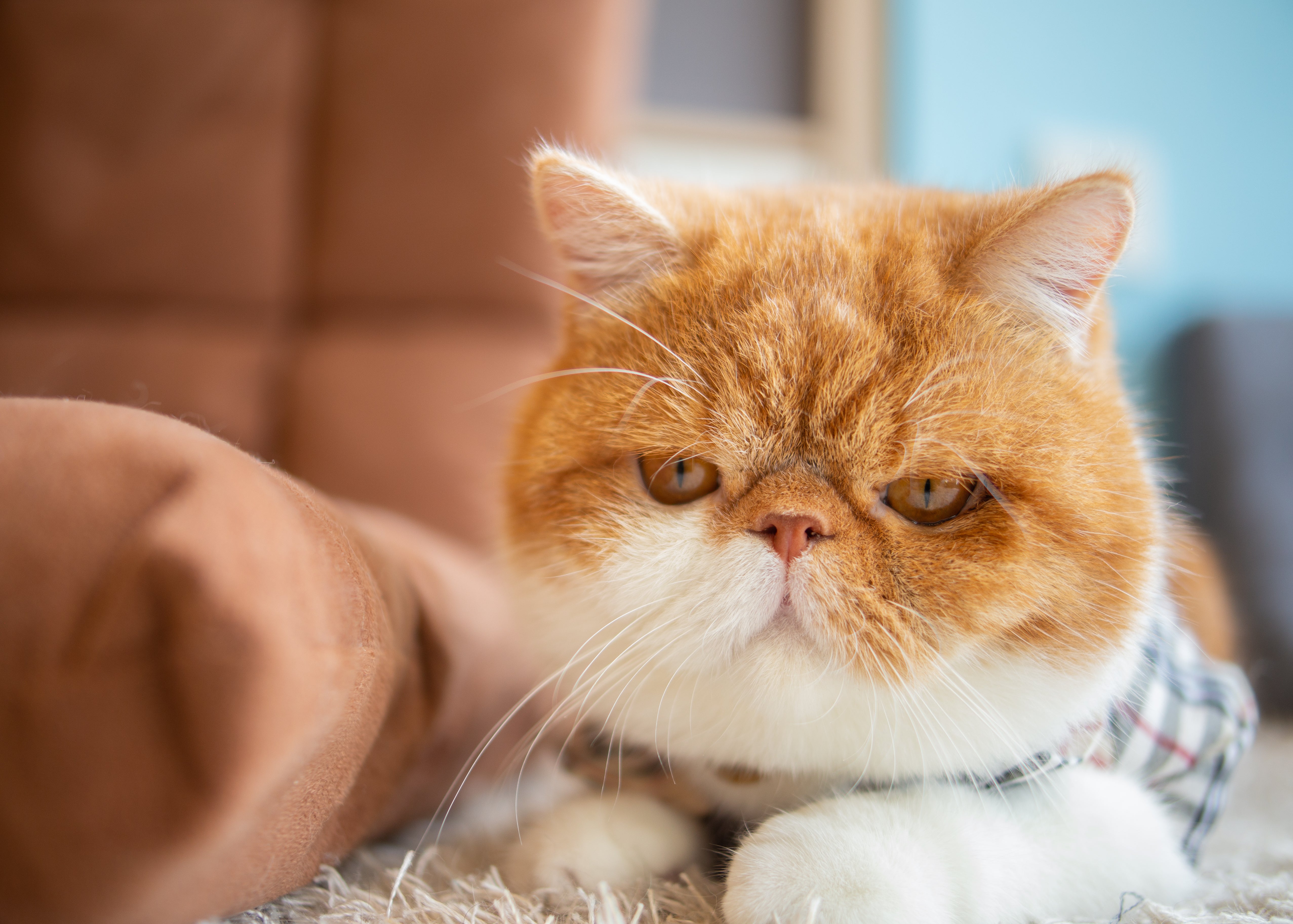 How to help your stressed cat?