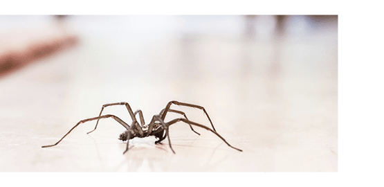 Spider Control Perth | 08 6109 8217 | Professional Spider Control