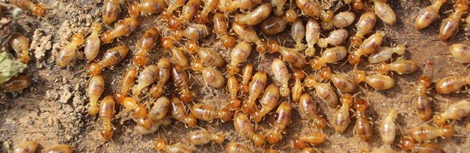 SES Termite Control Perth Cover Image