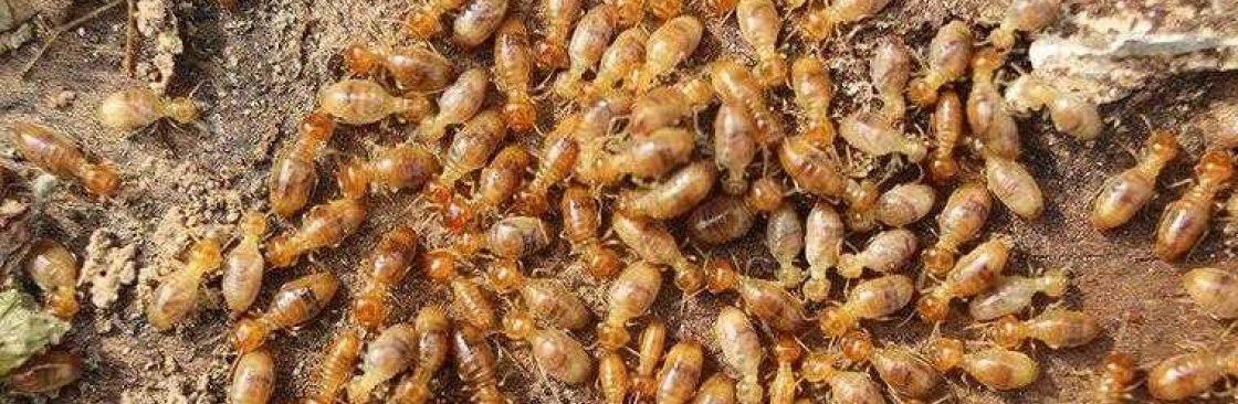 SES Termite Control Sydney Cover Image