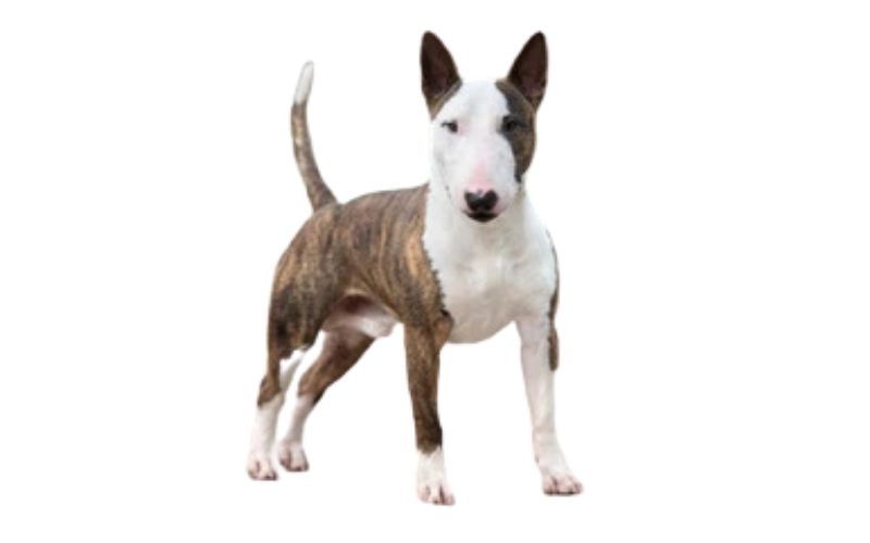 Bull Terrier - Height, Weight & Color - IDA Dehli