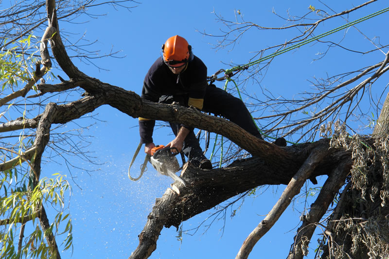 How much does Tree Removal Cost in Adelaide? - Northern Tree Services