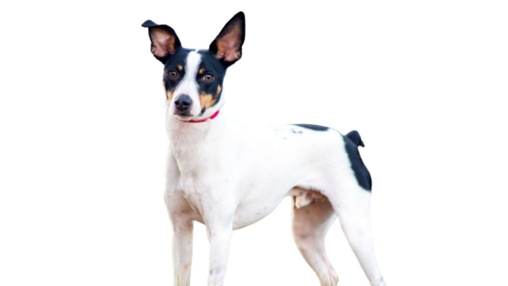 Rat Terrier - Behavior & Lifestyle - IDA Dehli