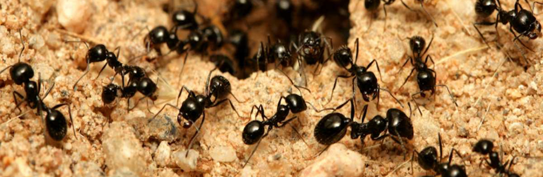 Fast Ant Control Adelaide Cover Image
