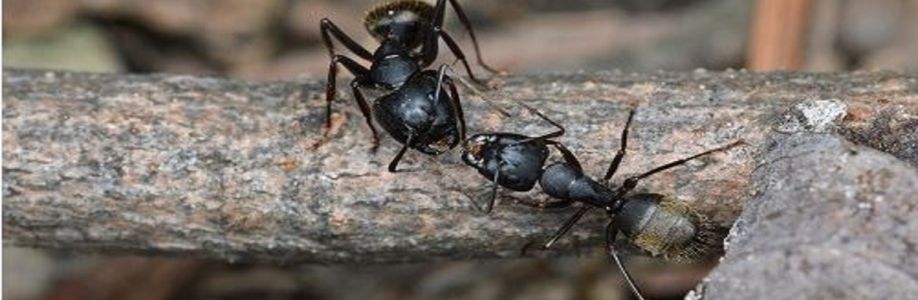 Fast Ant Control Canberra Cover Image