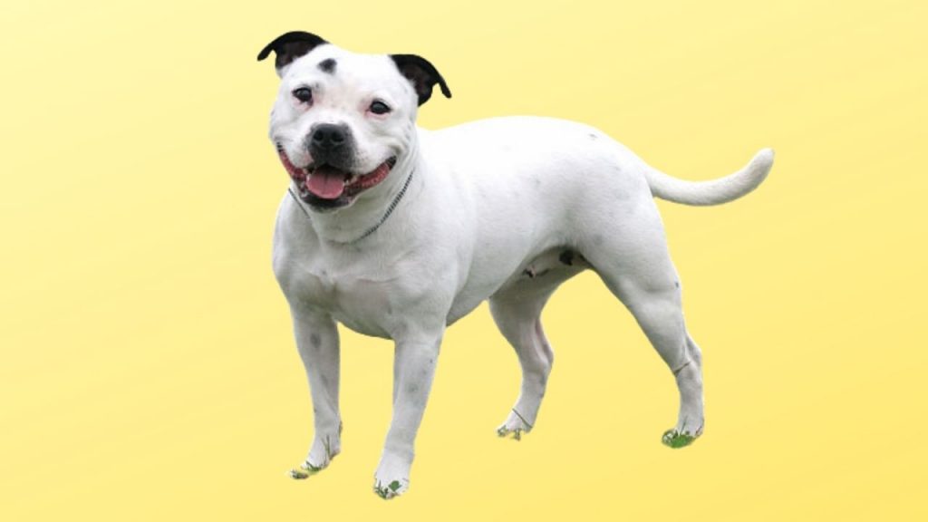 Staffordshire Bull Terrier - Breed Information - IDA Dehli