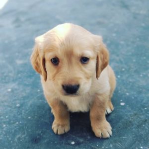 Best Golden Retriever Puppies for Sale Near Me in Roseville | Reno | Nashville | Miami