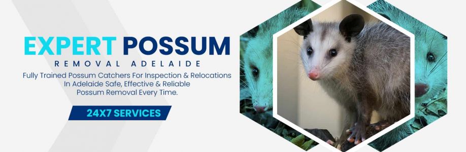 Humane Possum Removal Adelaide Cover Image