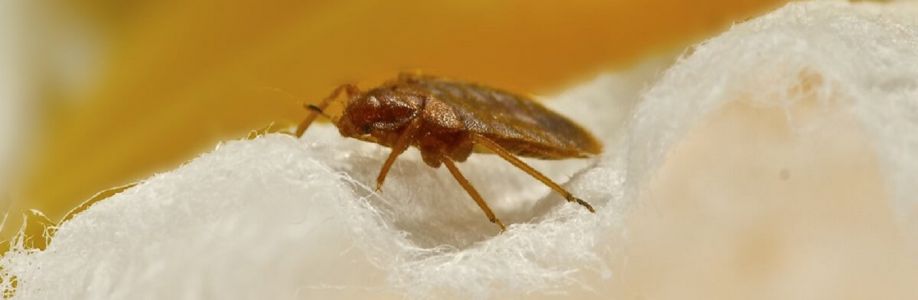Dudes Bed Bug Control Melbourne Cover Image