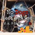 No Dogs Left Behind Profile Picture